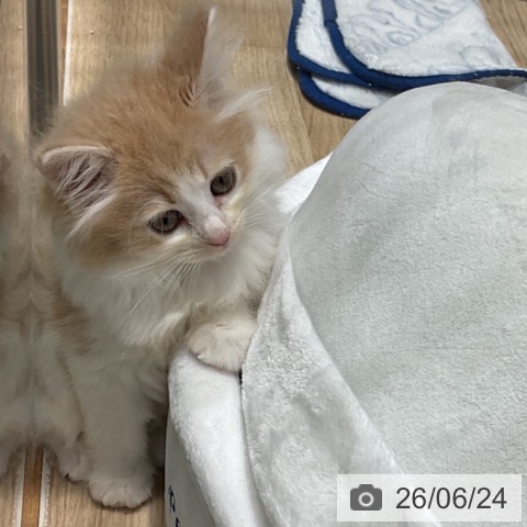 ノルウェージャンフォレストキャットの写真