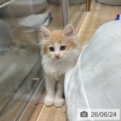 ノルウェージャンフォレストキャットの写真