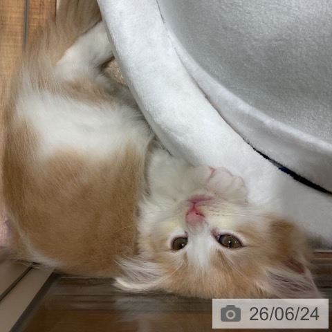 ノルウェージャンフォレストキャットの写真