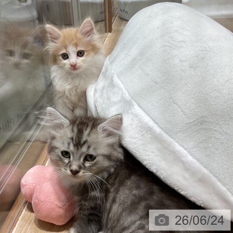 ノルウェージャンフォレストキャットの写真
