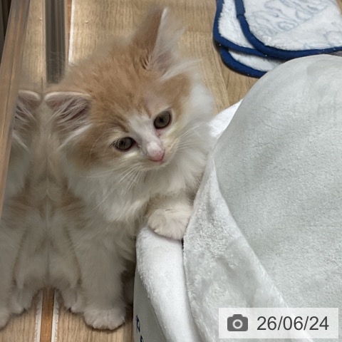 ノルウェージャンフォレストキャットの写真