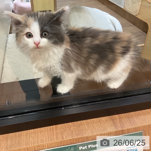 ノルウェージャンフォレストキャットの写真