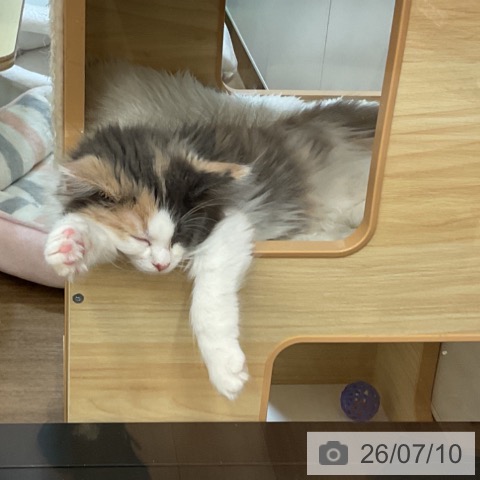 ノルウェージャンフォレストキャットの写真