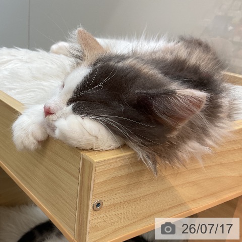 ノルウェージャンフォレストキャットの写真