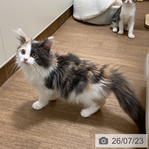 ノルウェージャンフォレストキャットの写真