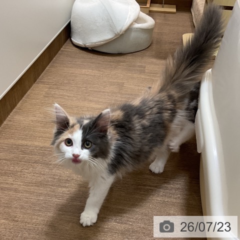 ノルウェージャンフォレストキャットの写真