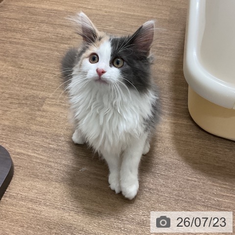 ノルウェージャンフォレストキャットの写真