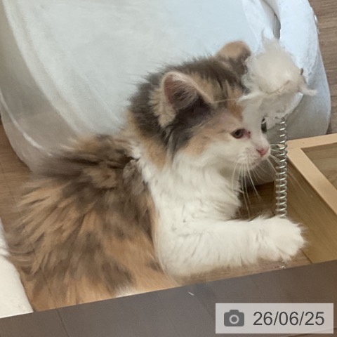 ノルウェージャンフォレストキャットの写真