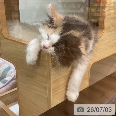 愛知県のノルウェージャンフォレストキャット (ペッツワン 東海店/2026年4月24日生まれ/女の子/ダイリュートキャリコ)の子猫の3枚目の画像