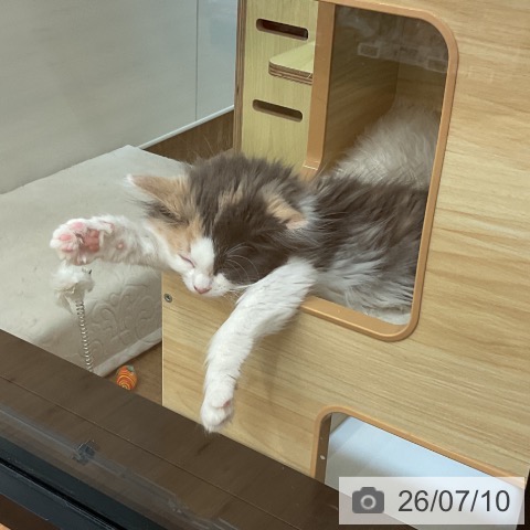 愛知県のノルウェージャンフォレストキャット (ペッツワン 東海店/2026年4月24日生まれ/女の子/ダイリュートキャリコ)の子猫の4枚目の画像
