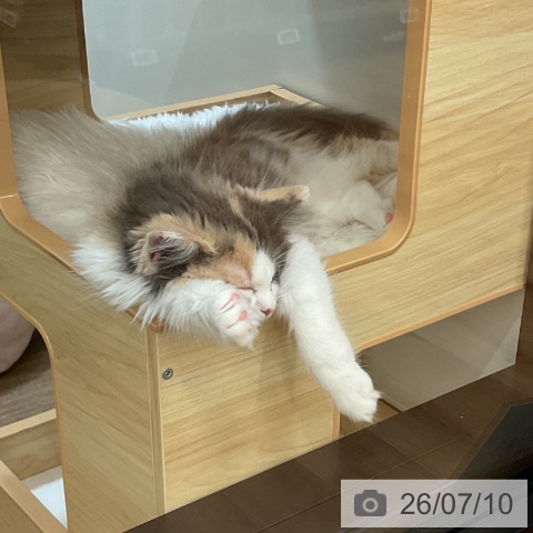 愛知県のノルウェージャンフォレストキャット (ペッツワン 東海店/2026年4月24日生まれ/女の子/ダイリュートキャリコ)の子猫の3枚目の画像