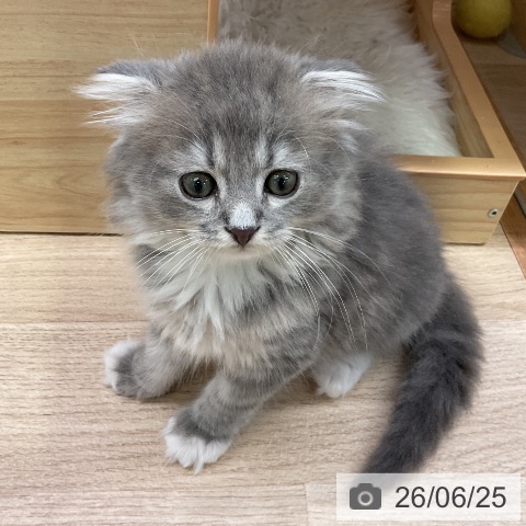 愛知県のスコティッシュフォールド (ペットプラス 岡崎店/2026年4月22日生まれ/男の子/ブルータビーホワイト)の子猫の3枚目の画像