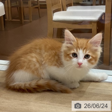 福岡県のノルウェージャンフォレストキャット (ペットプラス 小倉南店/2026年4月21日生まれ/男の子/レッドタビーホワイト)の子猫の4枚目の画像