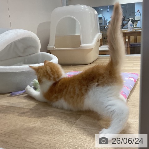 福岡県のノルウェージャンフォレストキャット (ペットプラス 小倉南店/2026年4月21日生まれ/男の子/レッドタビーホワイト)の子猫の3枚目の画像