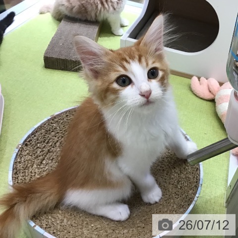 沖縄県のノルウェージャンフォレストキャット (ペットプラス 沖縄ライカム店/2026年4月21日生まれ/男の子/レッドタビーホワイト)の子猫の3枚目の画像