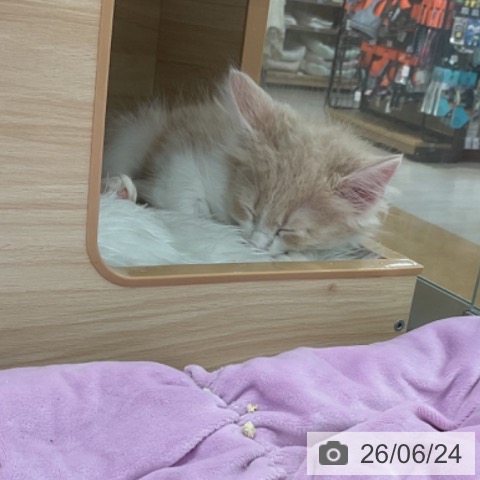 ノルウェージャンフォレストキャットの写真