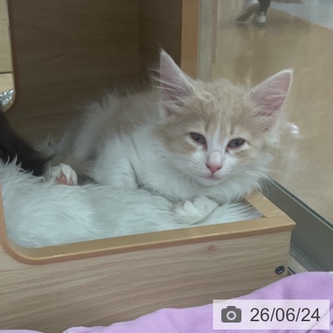 ノルウェージャンフォレストキャットの写真
