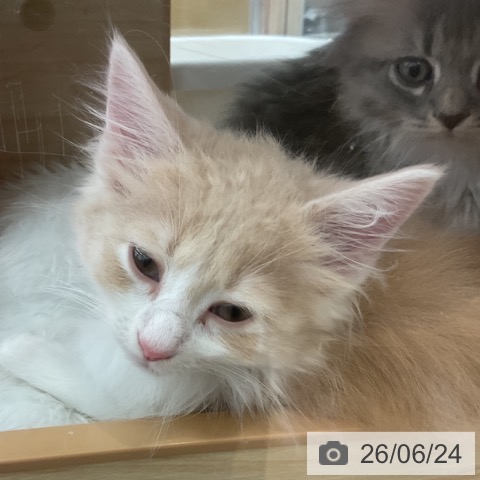 ノルウェージャンフォレストキャットの写真