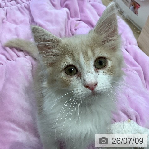 福岡県のノルウェージャンフォレストキャット (ペットプラス 福岡店/2026年4月21日生まれ/女の子/クリームタビーホワイト)の子猫の3枚目の画像