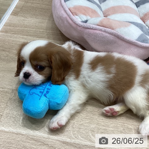 岐阜県のキャバリアキングチャールズスパニエル (ペットプラス 各務原店/2026年4月20日生まれ/男の子/ブレンハイム)の子犬の4枚目の画像