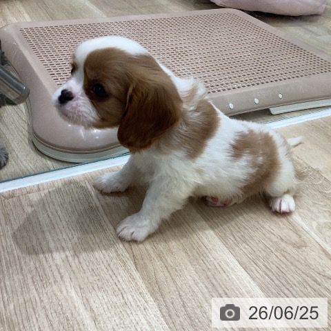岐阜県のキャバリアキングチャールズスパニエル (ペットプラス 各務原店/2026年4月20日生まれ/男の子/ブレンハイム)の子犬の3枚目の画像