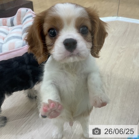 愛知県のキャバリアキングチャールズスパニエル (ペットプラス ナゴヤドーム前店/2026年4月20日生まれ/男の子/ブレンハイム)の子犬の4枚目の画像