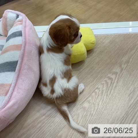 愛知県のキャバリアキングチャールズスパニエル (ペットプラス ナゴヤドーム前店/2026年4月20日生まれ/男の子/ブレンハイム)の子犬の3枚目の画像
