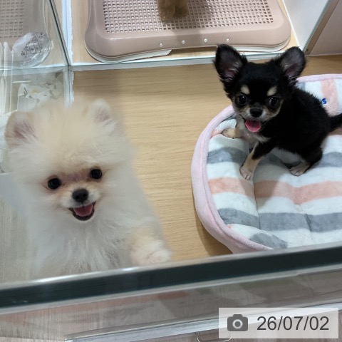 ポメラニアンの写真