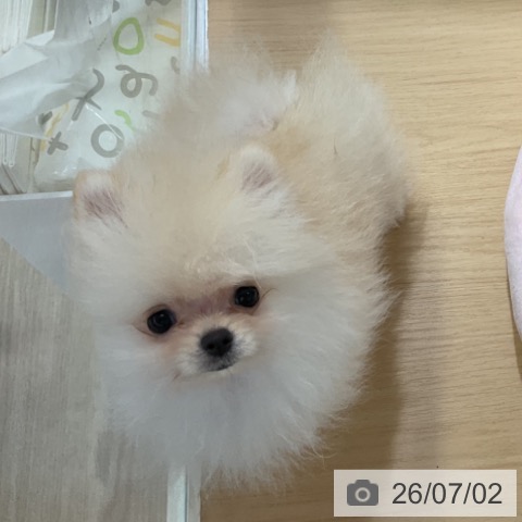 ポメラニアンの写真