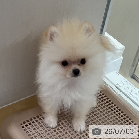 ポメラニアンの写真