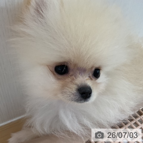 ポメラニアンの写真