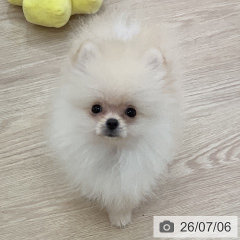 ポメラニアンの写真