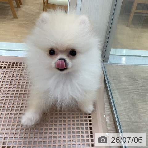 ポメラニアンの写真