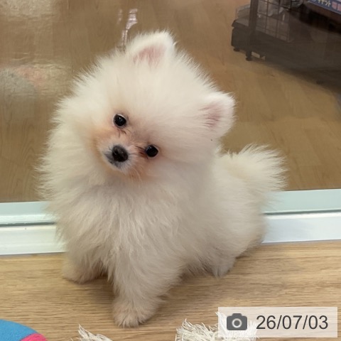 愛知県のポメラニアン (ペットプラス 岡崎店/2026年4月24日生まれ/男の子/ホワイト)の子犬の4枚目の画像