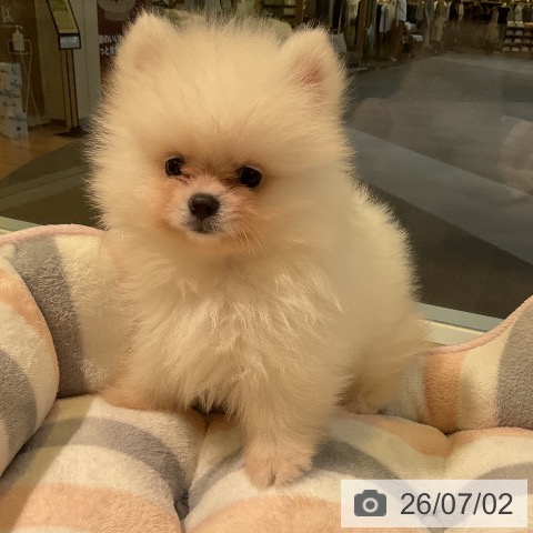 愛知県のポメラニアン (ペットプラス 岡崎店/2026年4月24日生まれ/男の子/ホワイト)の子犬の3枚目の画像