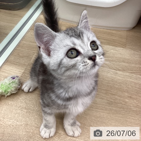 福岡県のスコティッシュフォールド (ペットプラス 春日店/2026年4月24日生まれ/男の子/シルバータビーホワイト)の子猫の4枚目の画像