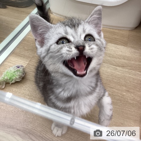 福岡県のスコティッシュフォールド (ペットプラス 春日店/2026年4月24日生まれ/男の子/シルバータビーホワイト)の子猫の3枚目の画像