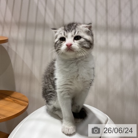 スコティッシュフォールドの写真