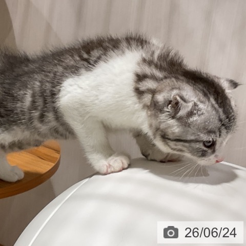 スコティッシュフォールドの写真