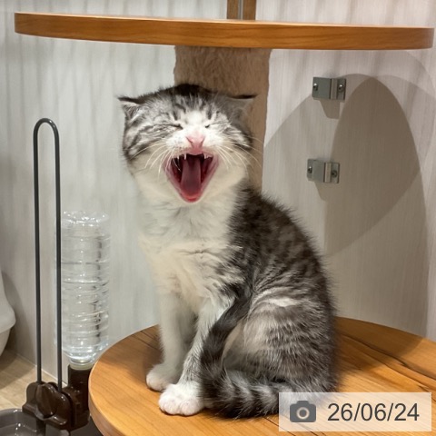 スコティッシュフォールドの写真