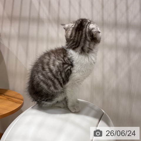スコティッシュフォールドの写真