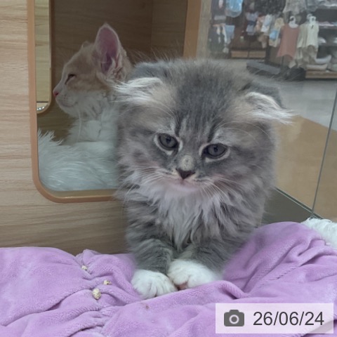 スコティッシュフォールドの写真