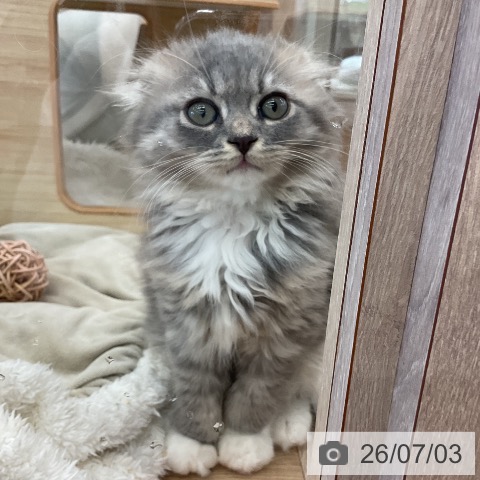 福岡県のスコティッシュフォールド (ペットプラス 福岡店/2026年4月24日生まれ/男の子/ブルータビーホワイト)の子猫の4枚目の画像