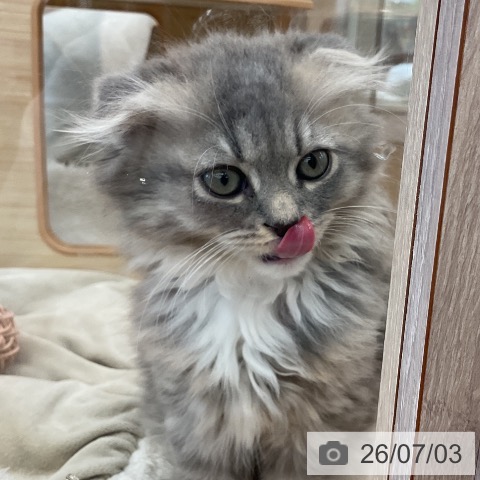 福岡県のスコティッシュフォールド (ペットプラス 福岡店/2026年4月24日生まれ/男の子/ブルータビーホワイト)の子猫の3枚目の画像