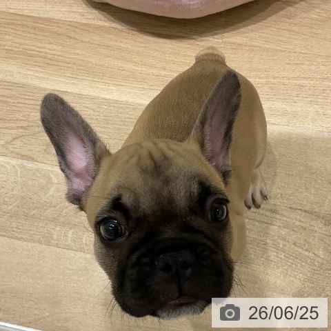 フレンチ・ブルドッグの写真