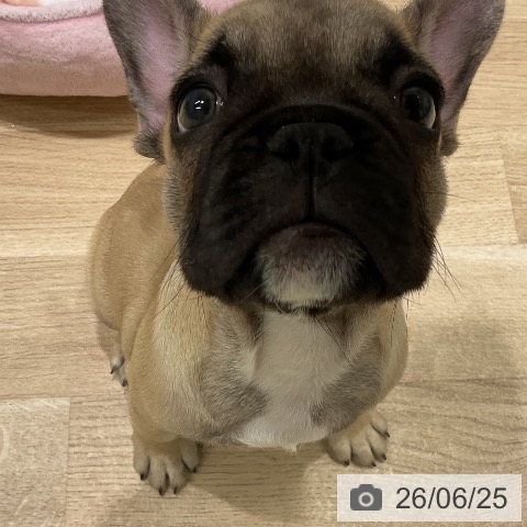 フレンチ・ブルドッグの写真