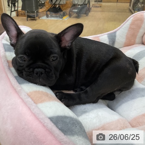 フレンチ・ブルドッグの写真