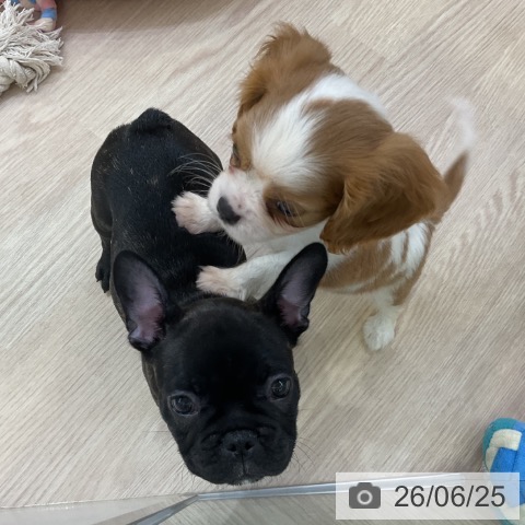 フレンチ・ブルドッグの写真