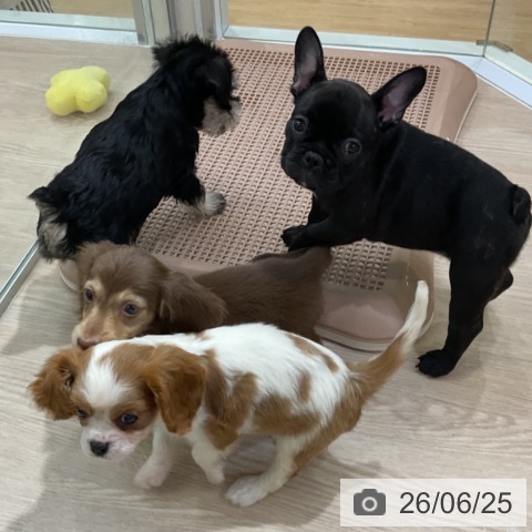 フレンチ・ブルドッグの写真