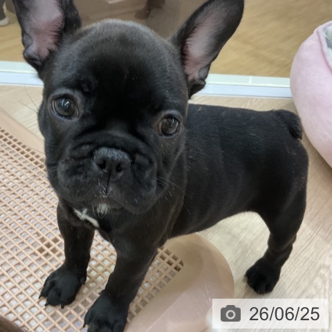 フレンチ・ブルドッグの写真